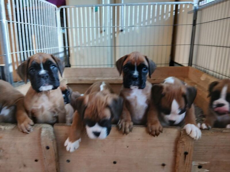 Kc registered with champion pedigree for sale in Birmingham, West Midlands