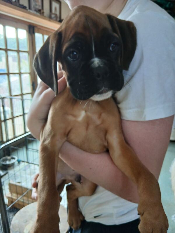Kc registered with champion pedigree for sale in Birmingham, West Midlands | Image 3