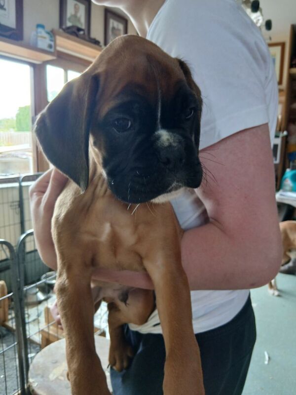 Kc registered with champion pedigree for sale in Birmingham, West Midlands | Image 4