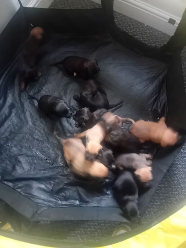 Boxer puppies for sale in Dudley, West Midlands – 3 weeks old