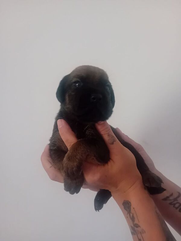 Boxer puppies for sale in Dudley, West Midlands – 3 weeks old - Image 2 of 3