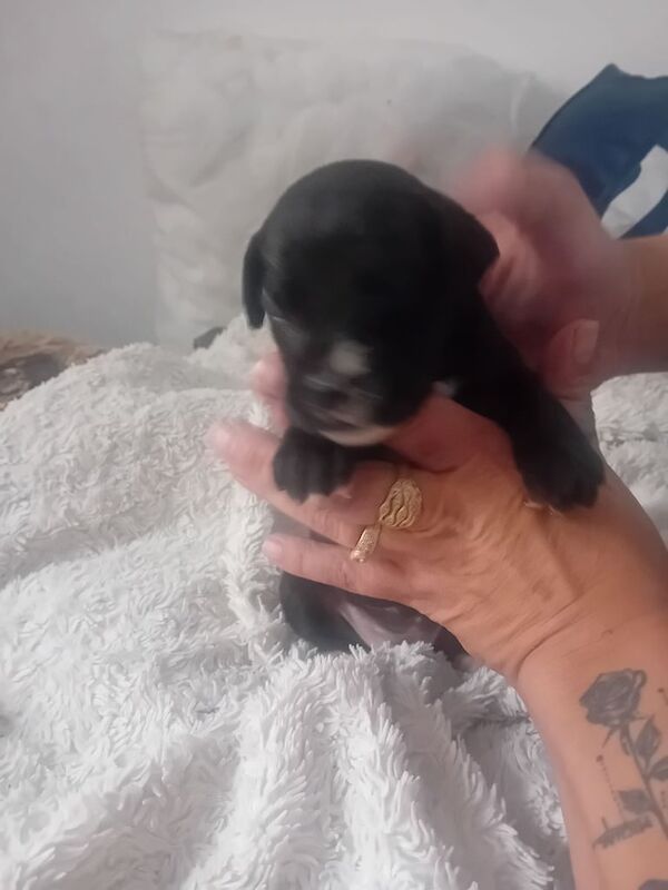 Boxer puppies for sale in Dudley, West Midlands – 3 weeks old - Image 3 of 3