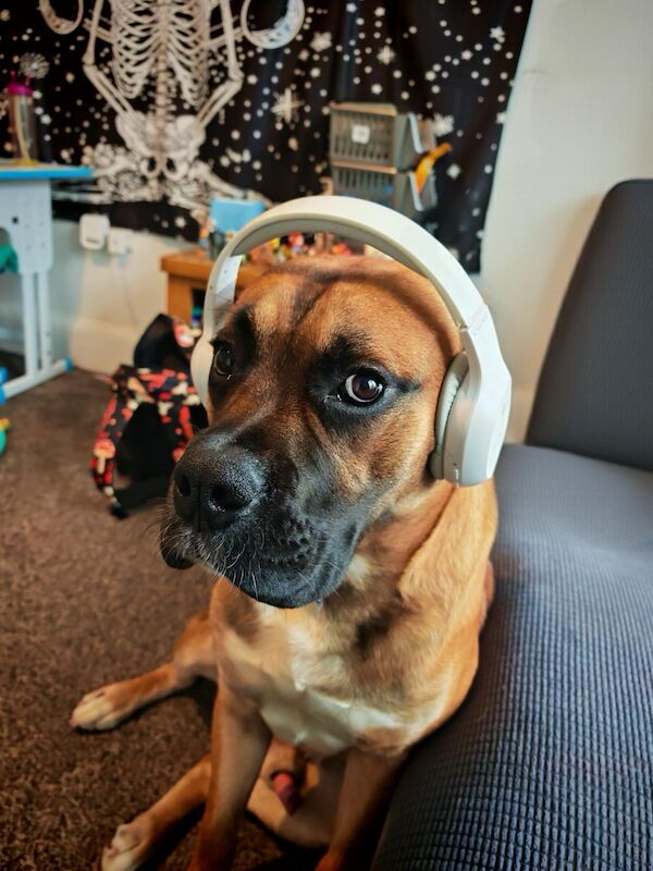 Boxer Dogs And Puppies For Adoption