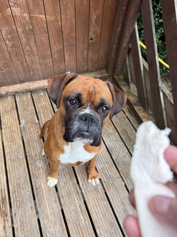 Boxer puppies for sale in Sheffield, South Yorkshire – KC registered, 3 years old