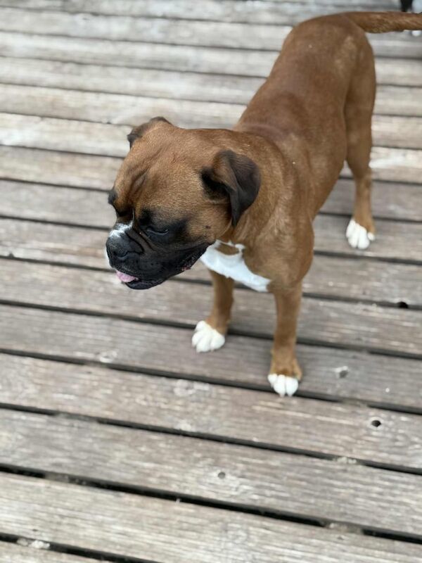 Boxer puppies for sale in Sheffield, South Yorkshire – KC registered, 3 years old - Image 2 of 2