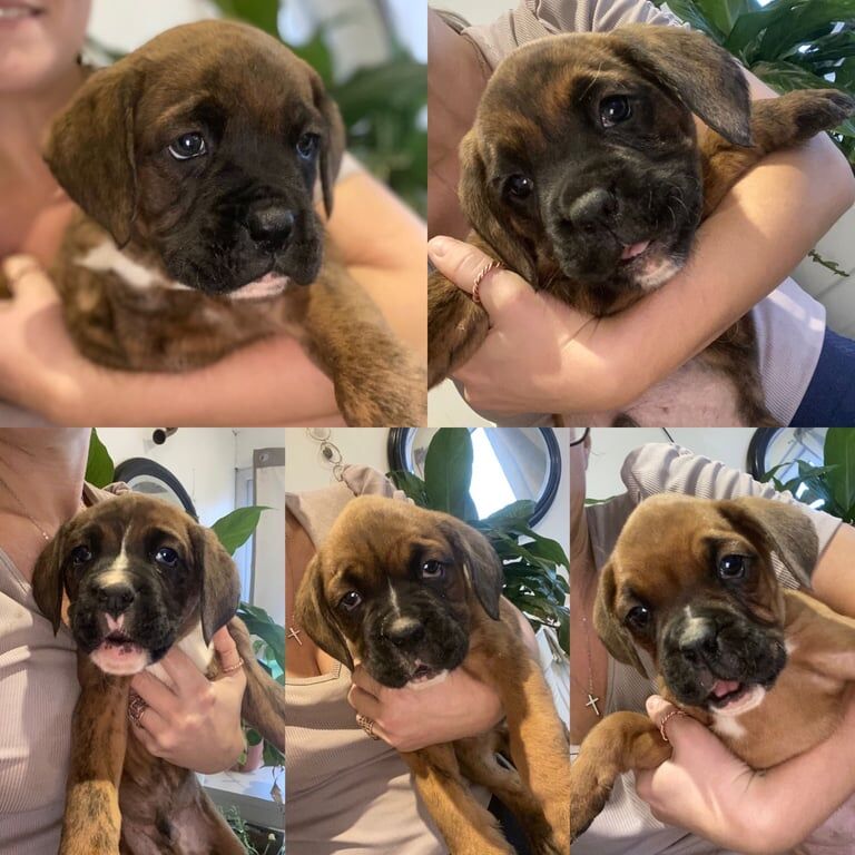 Boxer puppies for sale in Royston, Hertfordshire – 7 weeks old