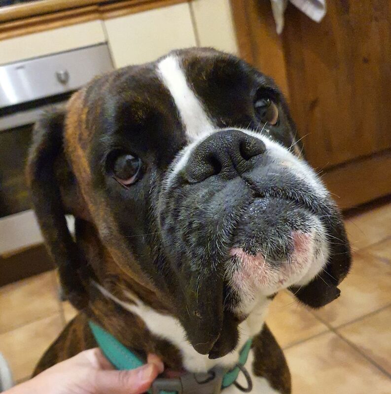 Boxer puppies for sale in St Neots, Cambridgeshire – KC registered, 9 weeks old - Image 3 of 3