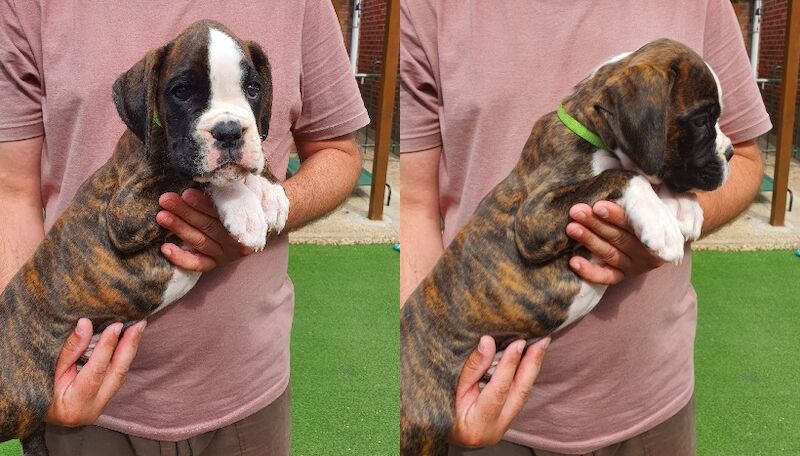 Boxer puppies for sale in St Neots, Cambridgeshire – KC registered, 8 weeks old