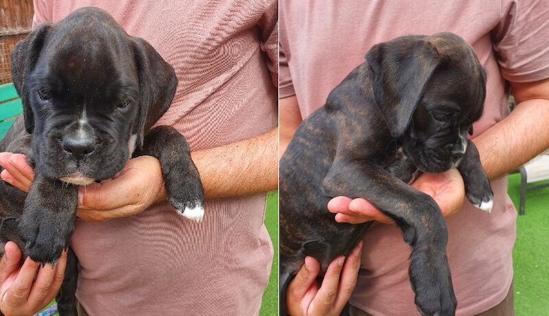 Boxer puppies for sale in St Neots, Cambridgeshire – KC registered, 8 weeks old - Image 2 of 4