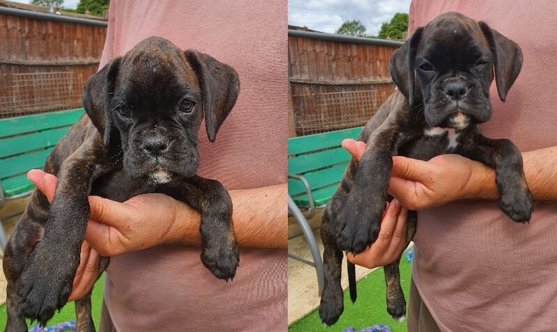 Boxer puppies for sale in St Neots, Cambridgeshire – KC registered, 8 weeks old - Image 3 of 4
