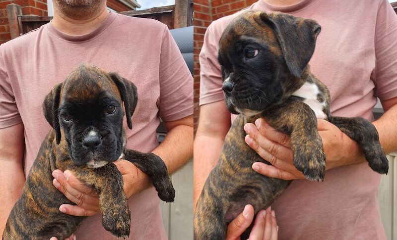 Boxer puppies for sale in St Neots, Cambridgeshire – KC registered, 8 weeks old - Image 4 of 4