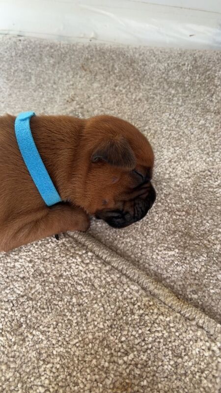 Boxer puppies for sale in Durham, Durham β 1 week old