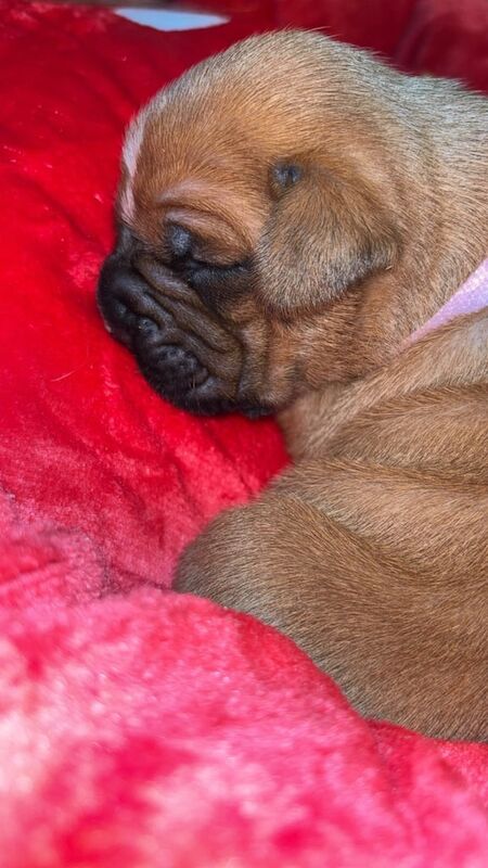 Boxer puppies for sale in Durham, Durham – 1 week old - Image 2 of 3