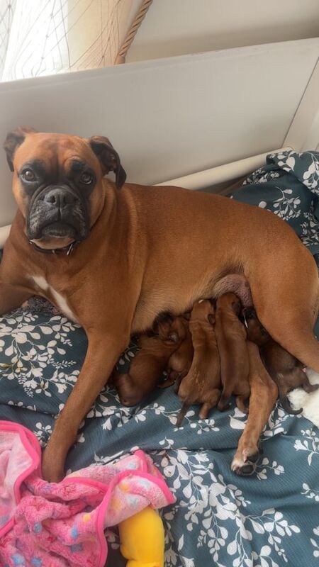Boxer puppies for sale in Durham, Durham – 1 week old - Image 3 of 3