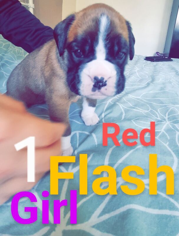 ** OUTSTANDING KC REGISTERED BOXER PUPPIES ** £1000 for sale in Rotherham, South Yorkshire