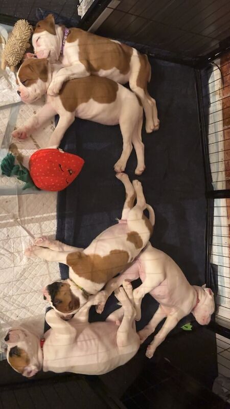Pedigree boxer puppies 2 boys 2 girls left for sale in High Green, South Yorkshire