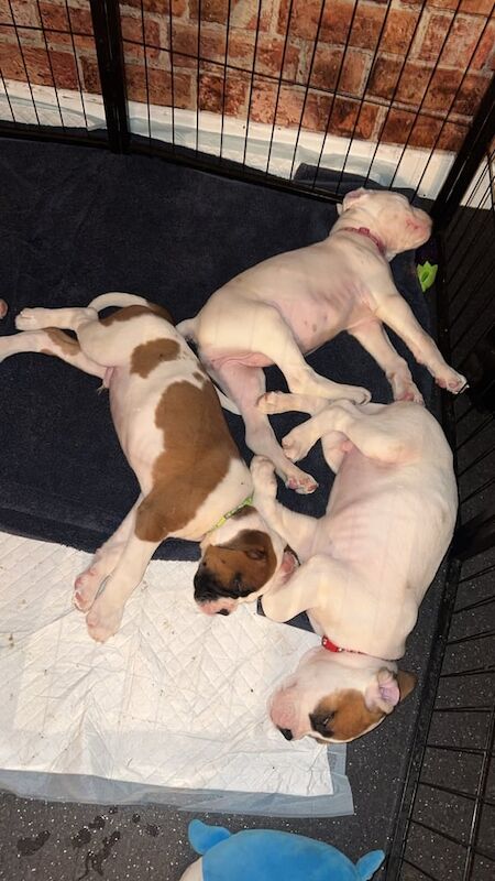 Pedigree boxer puppies 2 boys 2 girls left for sale in High Green, South Yorkshire | Image 2