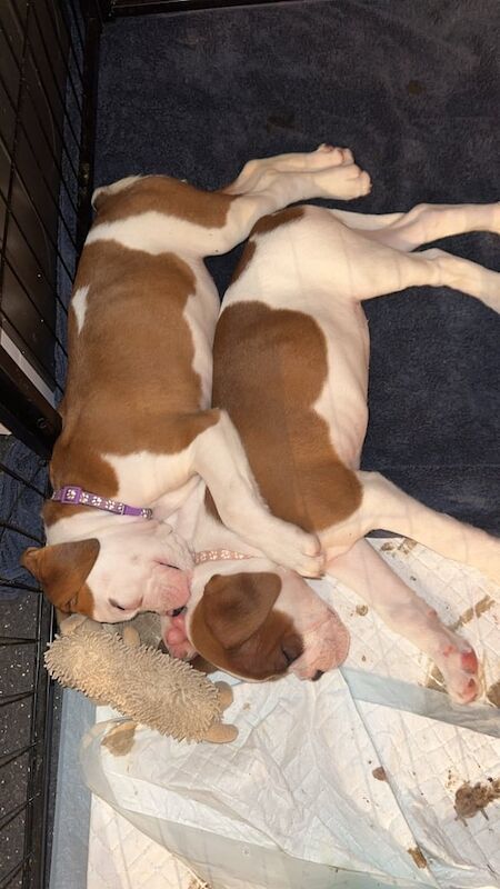 Pedigree boxer puppies 2 boys 2 girls left for sale in High Green, South Yorkshire | Image 3