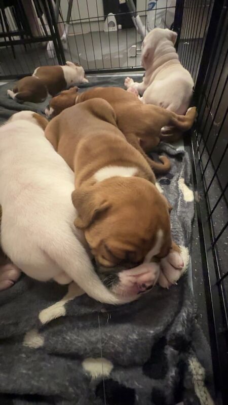 Pedigree boxer puppies for sale in High Green, South Yorkshire