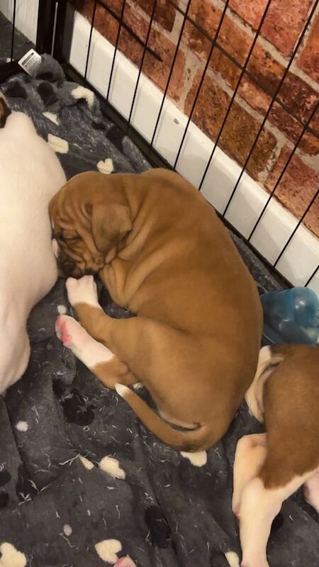 Pedigree boxer puppies for sale in High Green, South Yorkshire - Image 2