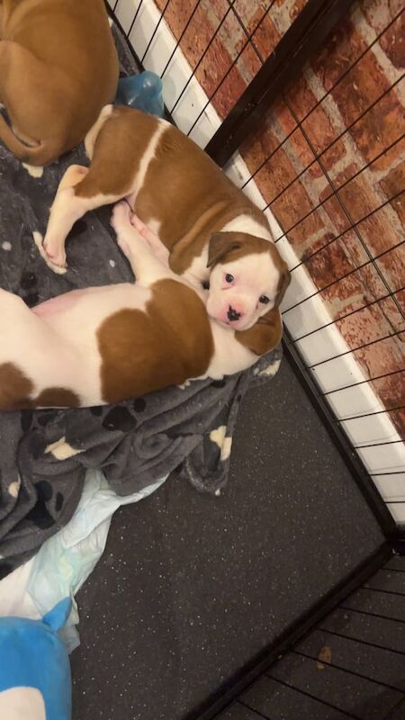 Pedigree boxer puppies for sale in High Green, South Yorkshire - Image 3