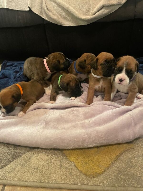 Boxer puppies for sale in Ballynahinch, County Down – KC registered, 3 weeks old