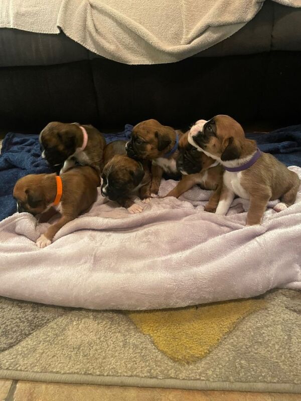 Boxer puppies for sale in Ballynahinch, County Down – KC registered, 3 weeks old - Image 2 of 3