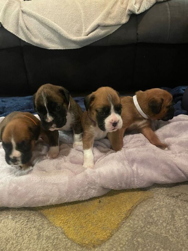 Boxer puppies for sale in Ballynahinch, County Down – KC registered, 3 weeks old - Image 3 of 3