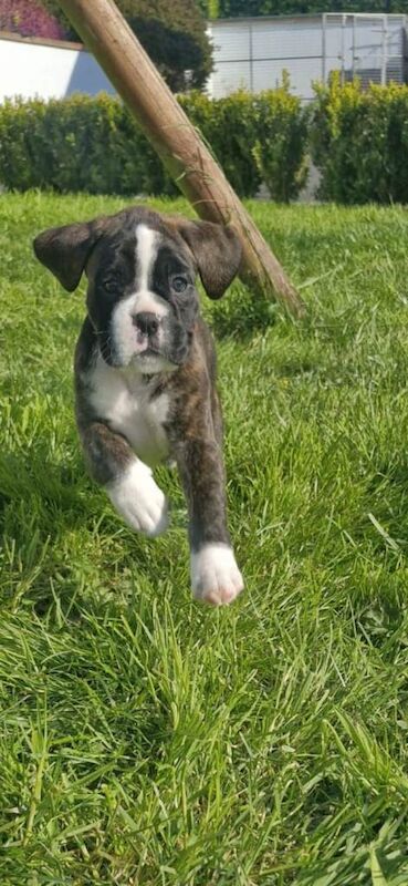 Pedigree Boxers