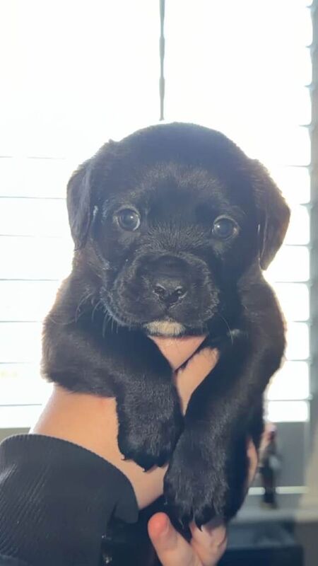 Boxer puppies for sale in County Antrim – 7 weeks old