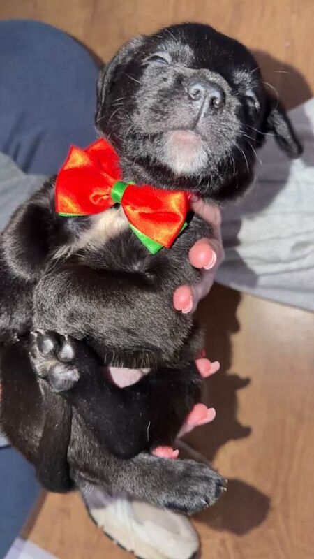 Boxer puppies for sale in County Antrim – 7 weeks old - Image 2 of 2