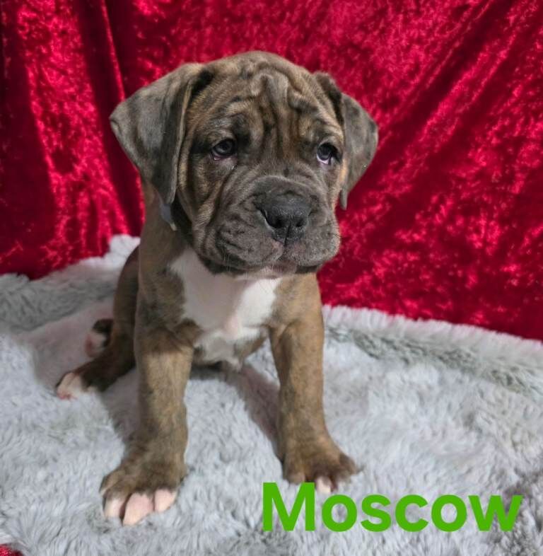 Boxer puppies for sale in Norwich, Norfolk – 7 weeks old