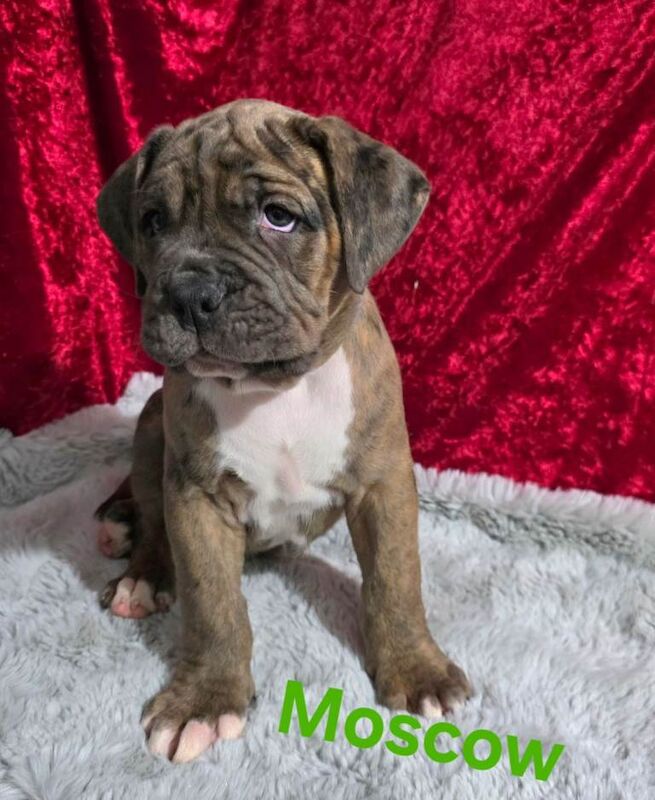 Boxer puppies for sale in Norwich, Norfolk – 7 weeks old - Image 2 of 3