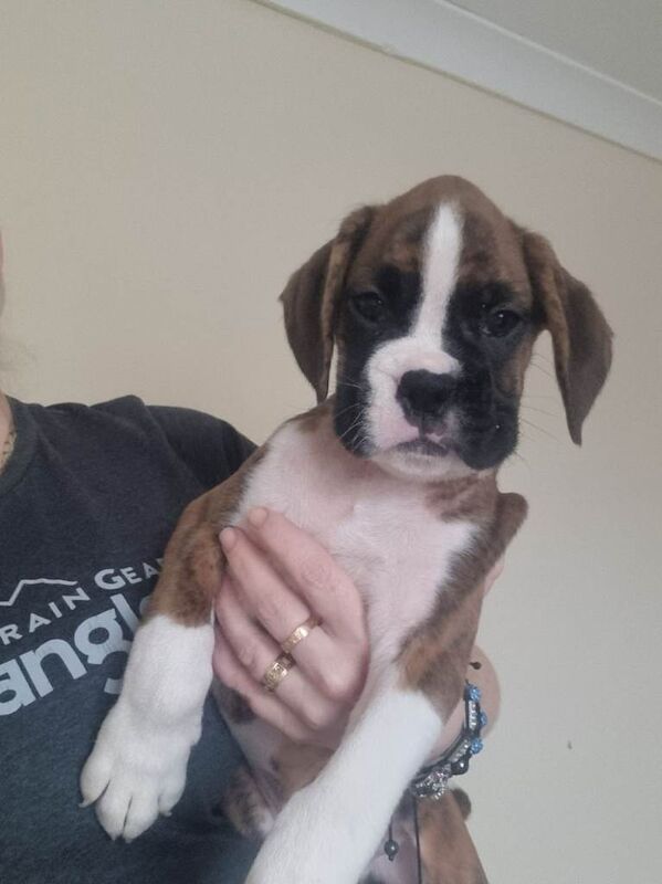 Boxer puppies for sale in Wisbech, Cambridgeshire – 8 weeks old