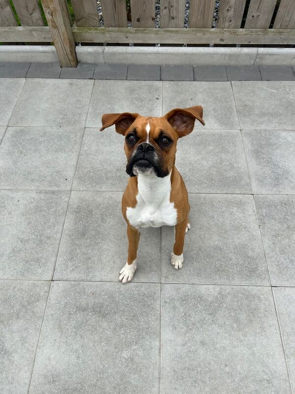 Boxer puppies for sale in Cookstown, County Tyrone – 10 months old