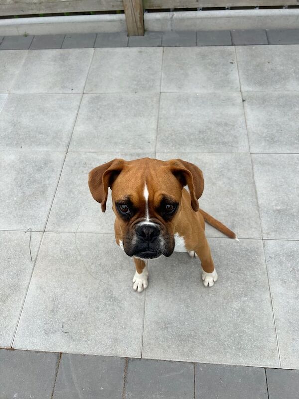 Boxer puppies for sale in Cookstown, County Tyrone – 10 months old - Image 2 of 4