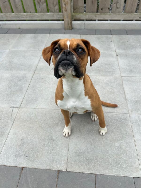 Boxer puppies for sale in Cookstown, County Tyrone – 10 months old - Image 3 of 4