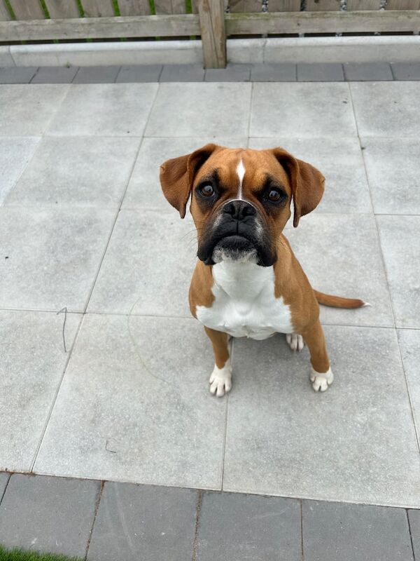 Boxer puppies for sale in Cookstown, County Tyrone – 10 months old - Image 4 of 4