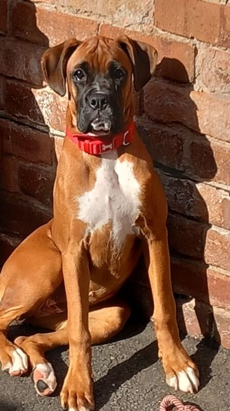 Boxer puppies for sale in Creswell, Derbyshire – 4 months old