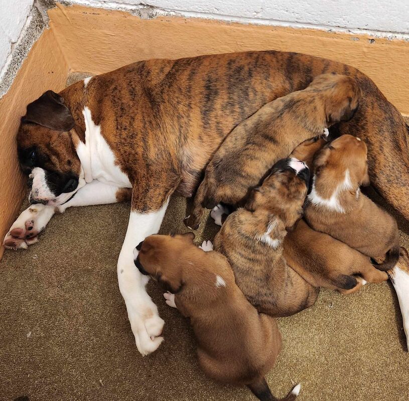 Boxer puppies for sale in Hinckley, Leicestershire – KC registered, 1 year old - Image 2 of 5