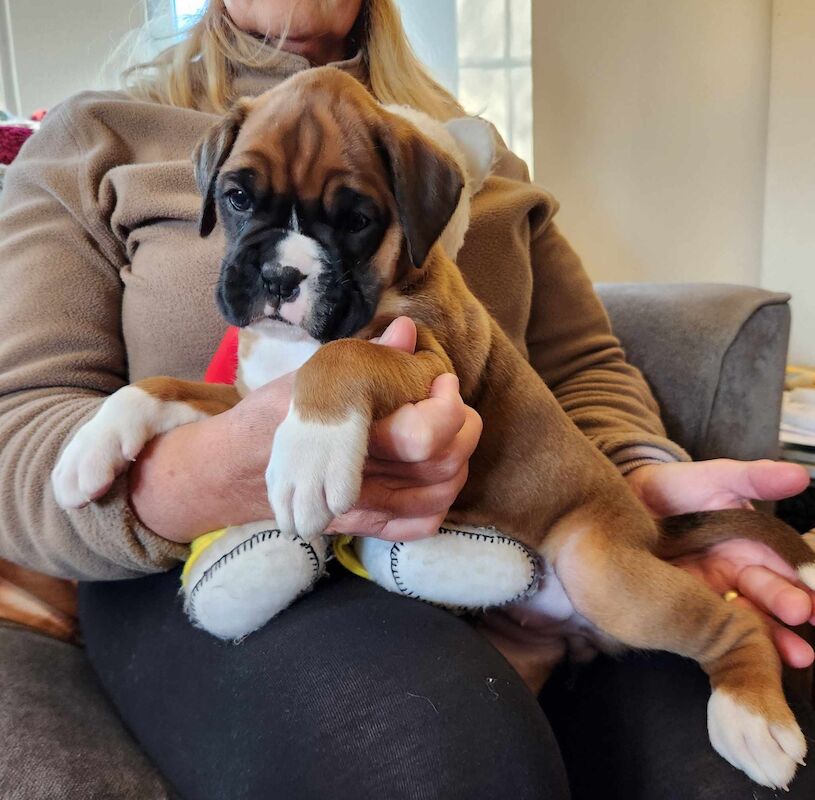 Boxer puppies for sale in Hinckley, Leicestershire – KC registered, 1 year old - Image 3 of 5
