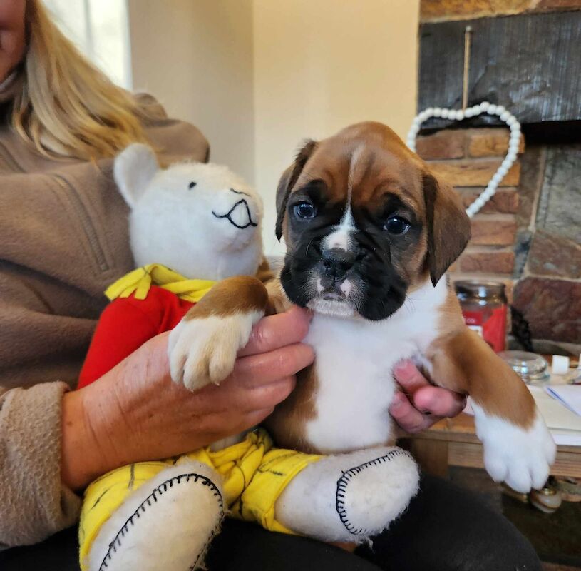 Boxer puppies for sale in Hinckley, Leicestershire – KC registered, 1 year old - Image 4 of 5