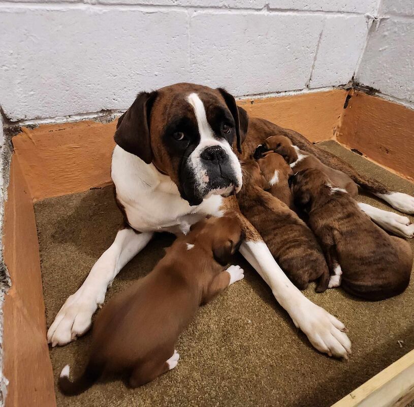 Boxer puppies for sale in Hinckley, Leicestershire – KC registered, 1 year old - Image 5 of 5