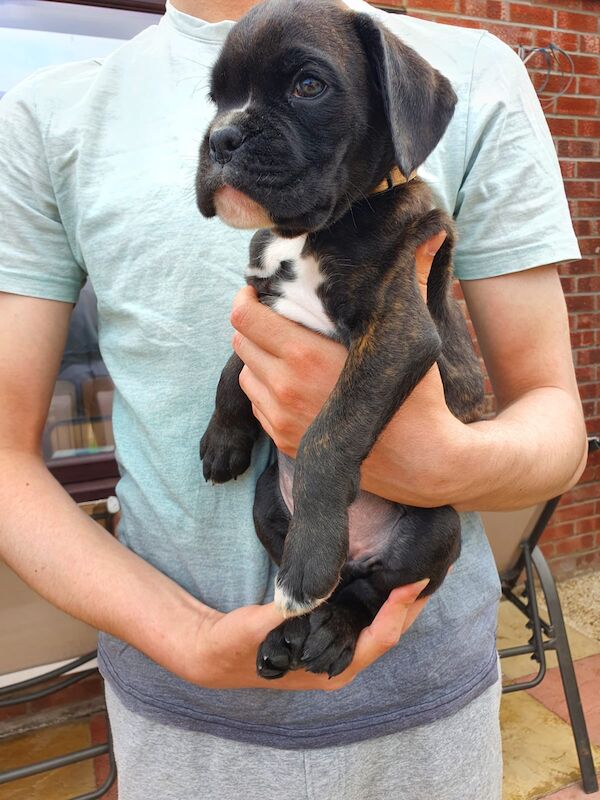 Boxer puppies for sale in St Neots, Cambridgeshire – KC registered, 6 weeks old