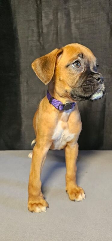 🐾 Stunning Pedigree Boxer Puppies – Ready Now for Their Forever Homes (Champion Lineage)🐾 for sale in Gainsborough, Lincolnshire