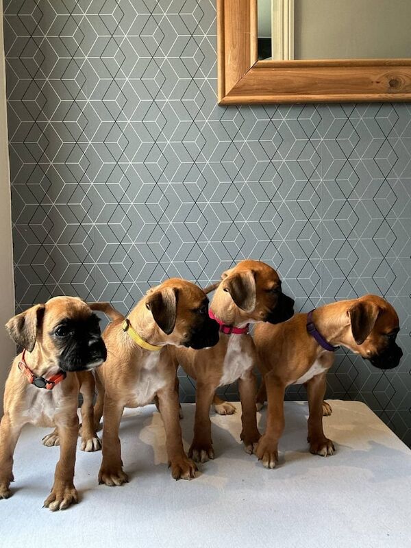 🐾 Stunning Pedigree Boxer Puppies – Ready Now for Their Forever Homes (Champion Lineage)🐾 for sale in Gainsborough, Lincolnshire | Image 2