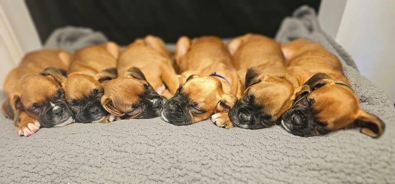 🐾 Stunning Pedigree Boxer Puppies – Ready Now for Their Forever Homes (Champion Lineage)🐾 for sale in Gainsborough, Lincolnshire | Image 3