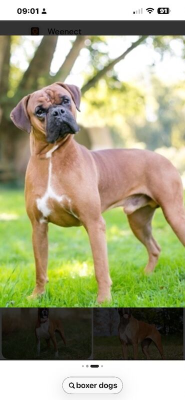 Boxer Puppies For Sale