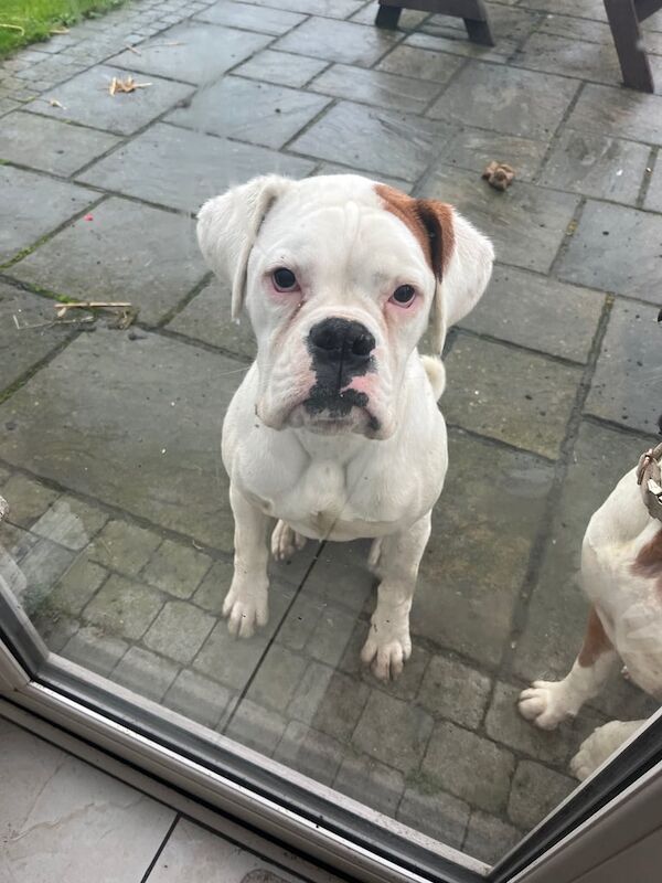 Boxer puppies for sale in Newry, County Armagh – 9 months old