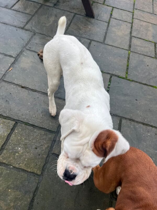 Boxer puppies for sale in Newry, County Armagh – 9 months old - Image 2 of 2